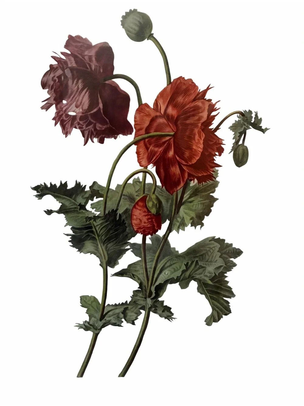 Gerard Von Spaendonck pavot cultive
